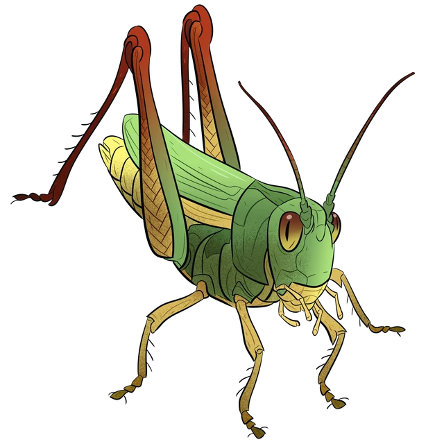 Billede af græshoppe