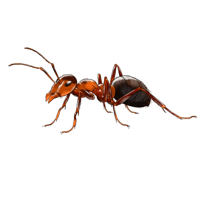 Billede af myre
