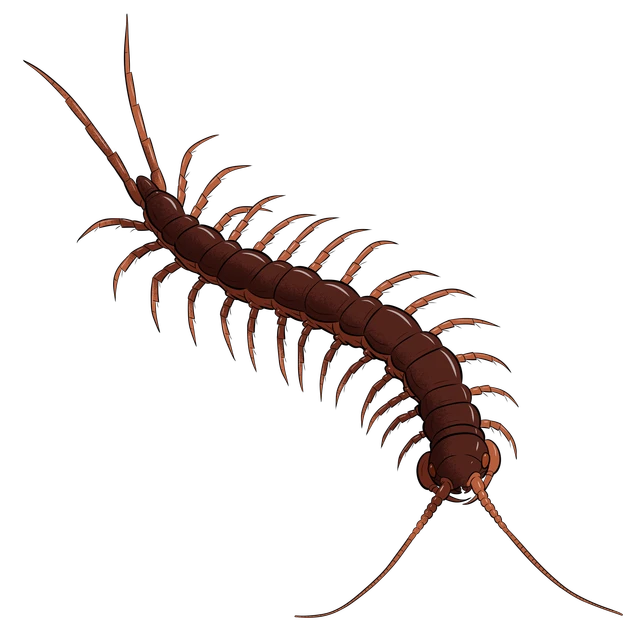 Billede af skolopender
