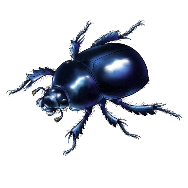 Billede af Skarnbasse