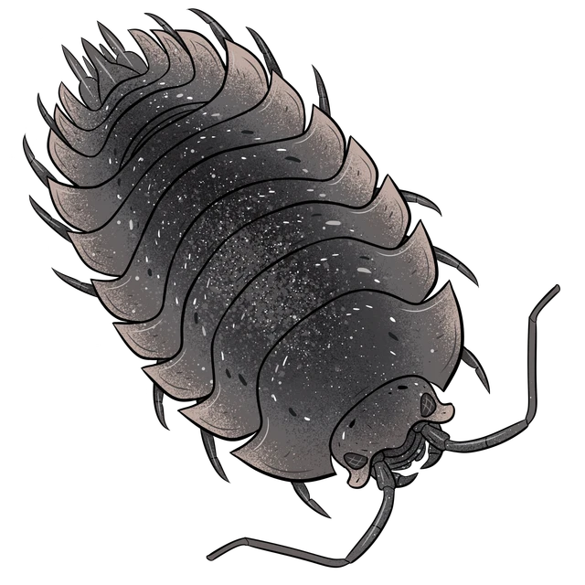 Billede af bænkebider