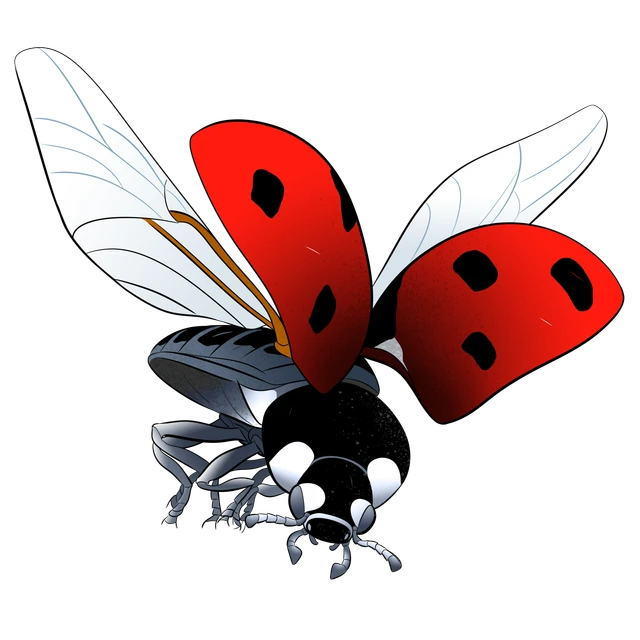 Billede af mariehøne