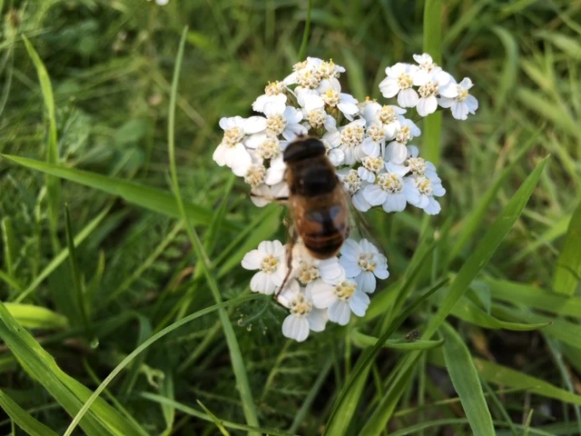 Billede af honningbi