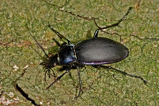 Billede af løbebille