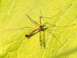 Billede af stankelben