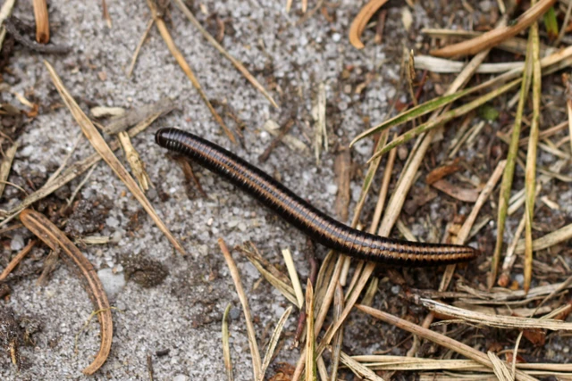 Billede af tusindben