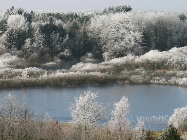 Billede af Uhrehøje Plantage dækket af rimfrost
