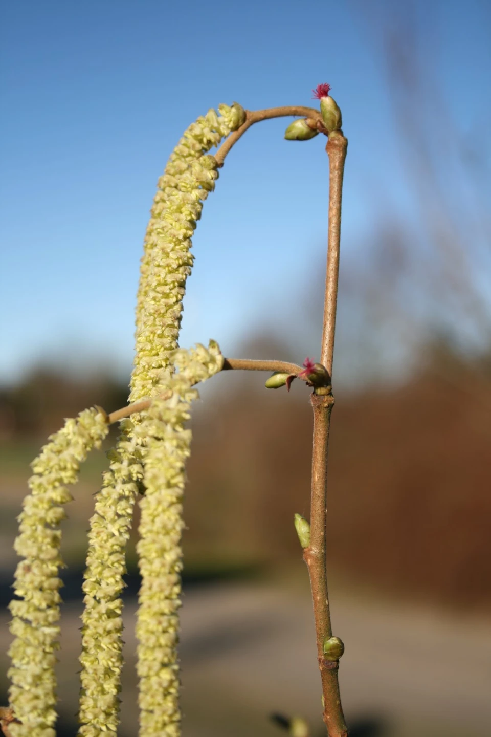 Hasselblomst