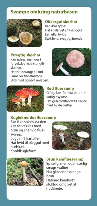 Oversigt over diverse svampe