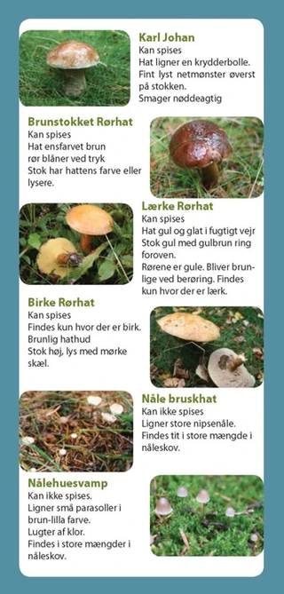 Oversigt over diverse svampe