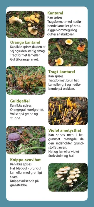 Oversigt over diverse svampe