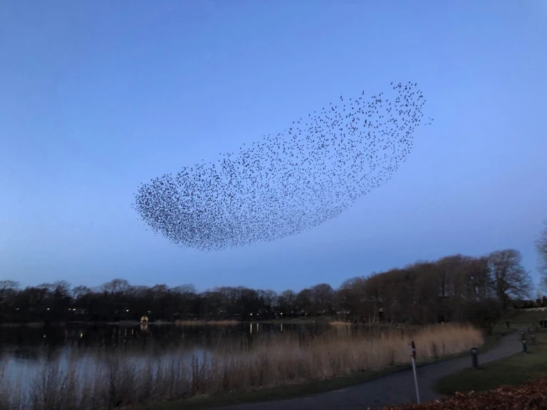 Fugle laver sort sol over Farsø