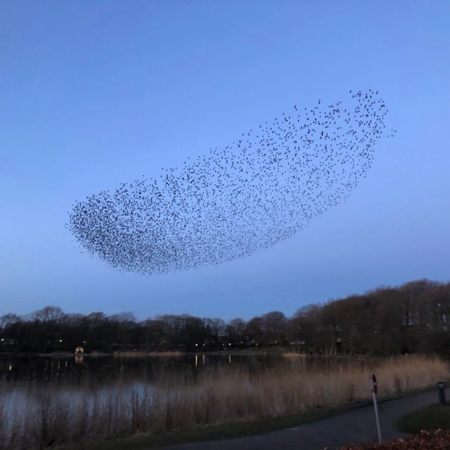 Fugle laver sort sol over Farsø