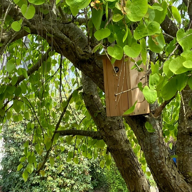 Redekasse i hjertetræ