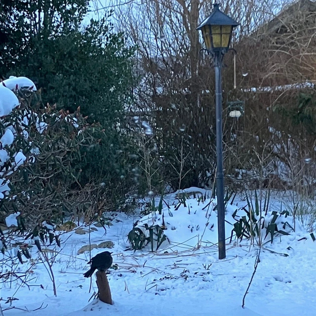 Sne i haven - solsort på lille træstub