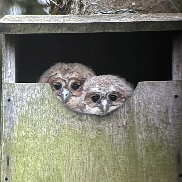 To natugleunger i redekasse