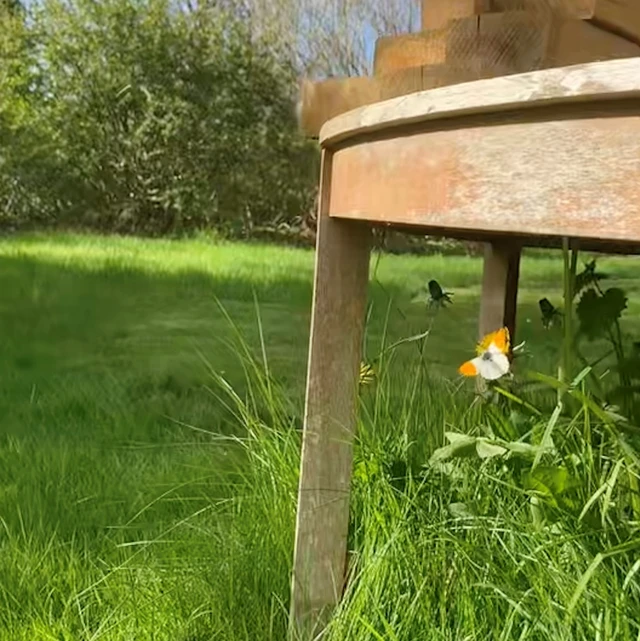 Sommerfuglen Aurora på løgkarse