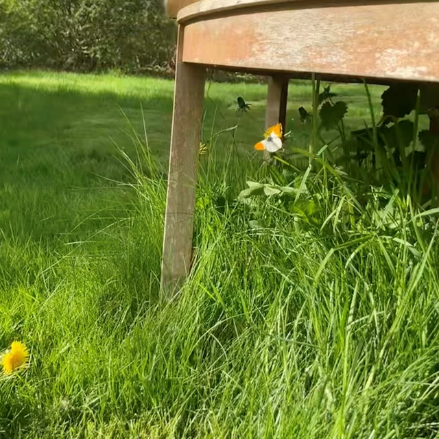 Sommerfuglen Aurora på en mælkebøtte