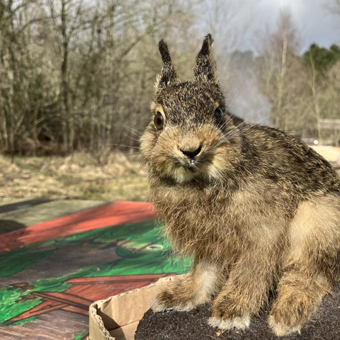 Harekillingen Rasmus