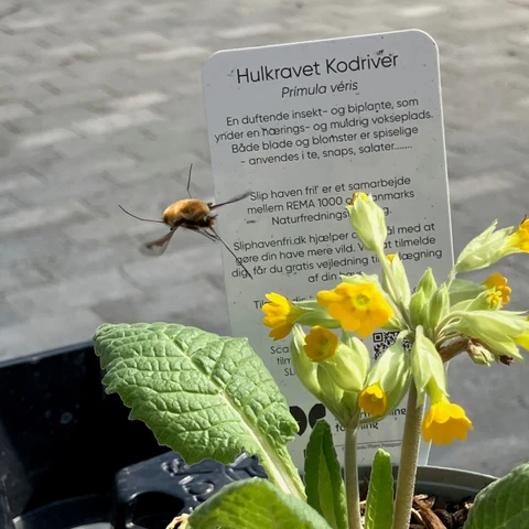 Humleflue flyver hen til kodriver