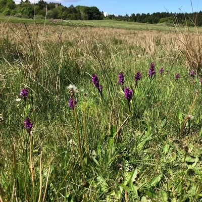 Orkidéer i Vesthimmerland