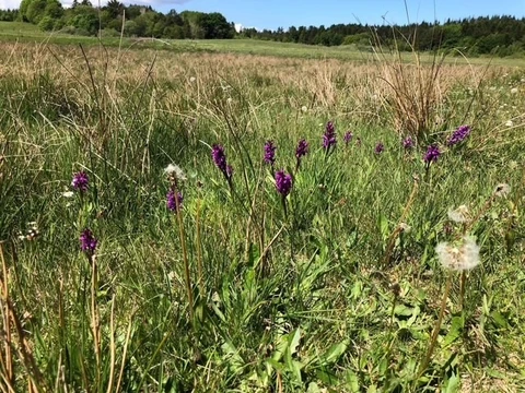 Orkidéer i Vesthimmerland