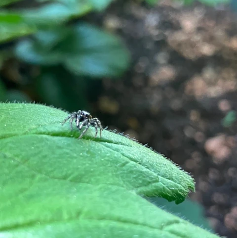 Zebraedderkop på blad