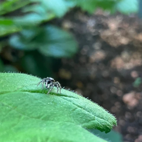 Zebraedderkop på blad
