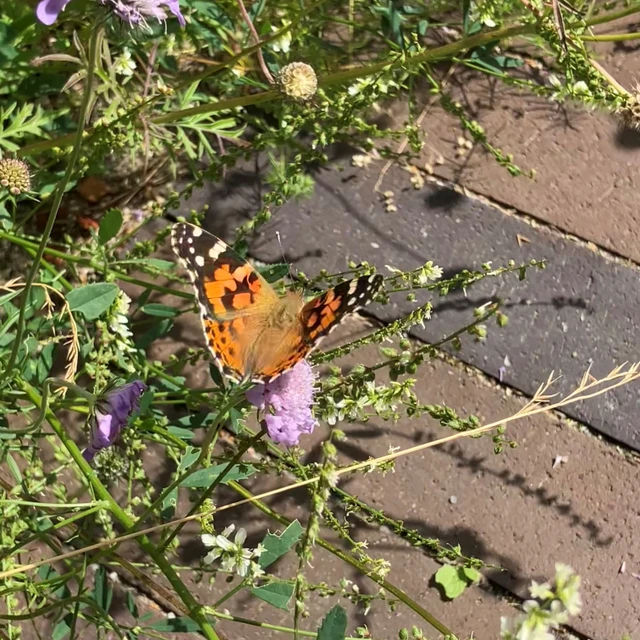 Tidselsommerfugl i en have