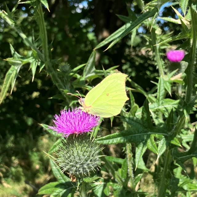 Citronsommerfugl på tidsel